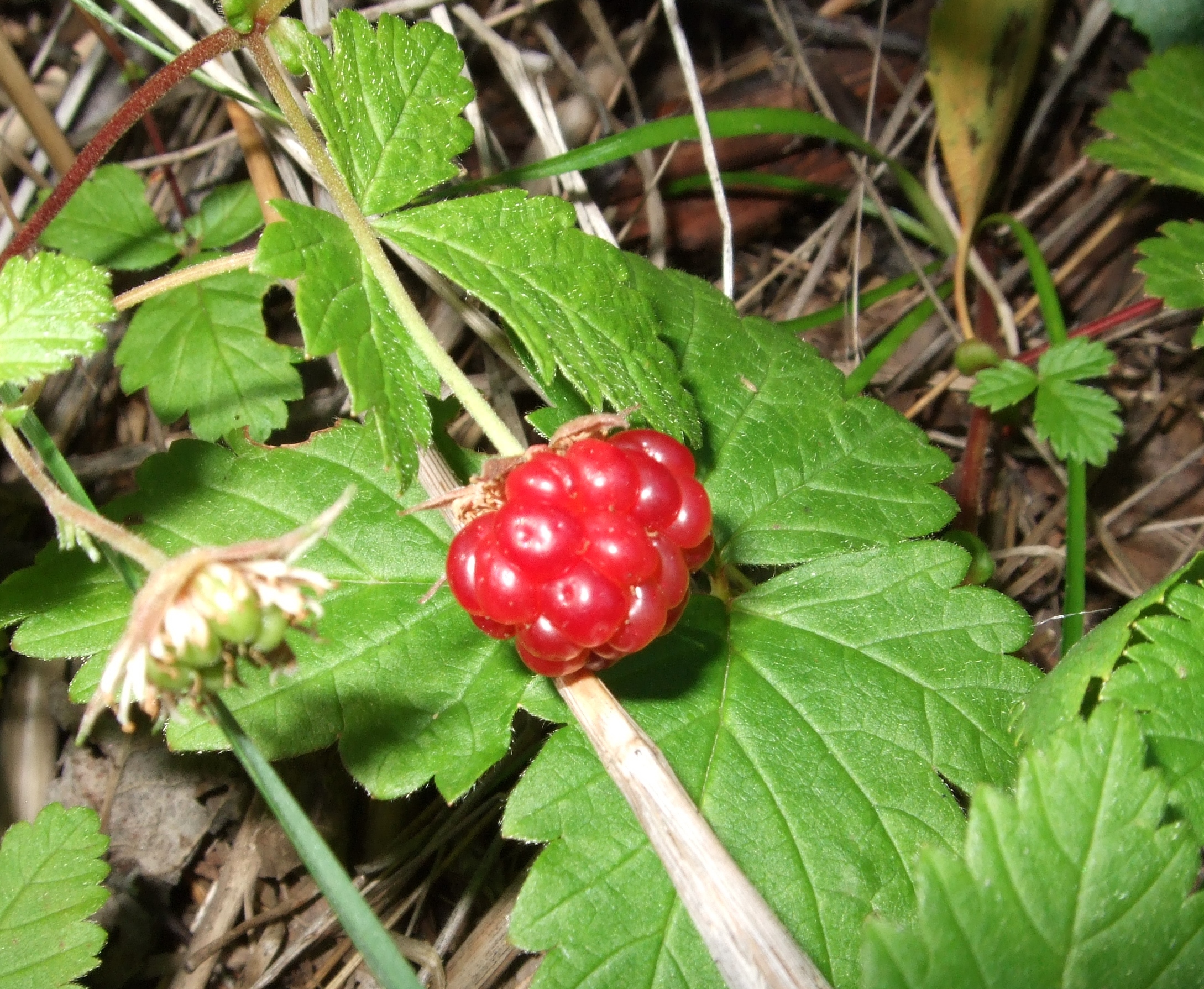 Rubus arciicus - Dewberry